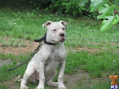 Dogs for Sale in KY