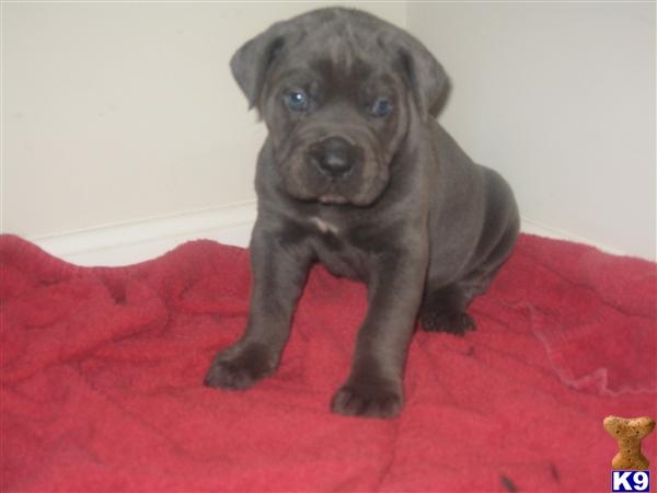 Puppies in DE