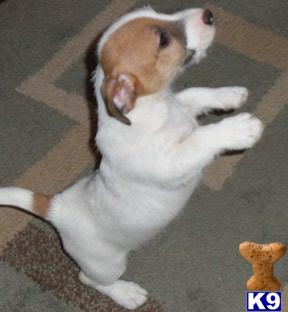Jack Russell Terrier Puppies