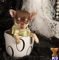 Chihuahua