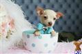 Chihuahua