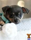 Chihuahua