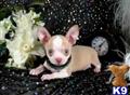 Chihuahua