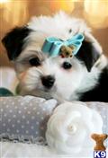 Mixed Breed