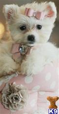 Mixed Breed