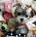 Mixed Breed