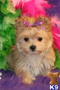 Mixed Breed