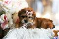 Mixed Breed