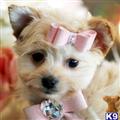 Mixed Breed