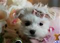 Mixed Breed