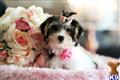 Mixed Breed