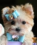 Mixed Breed