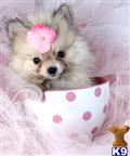 Pomeranian