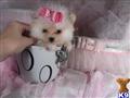 Pomeranian