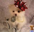 Pomeranian