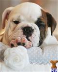 English Bulldog