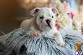 English Bulldog