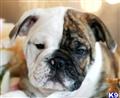 English Bulldog