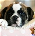 English Bulldog