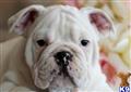 English Bulldog