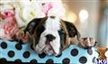 English Bulldog