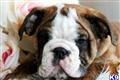 English Bulldog