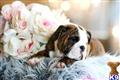 English Bulldog