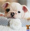 English Bulldog