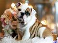 English Bulldog