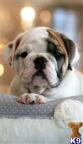 English Bulldog