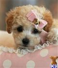 Poodle