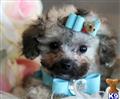 Poodle