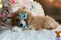 Poodle