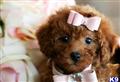 Poodle