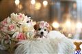 Poodle