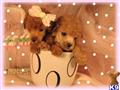 Poodle