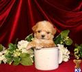 Poodle