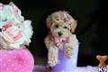 Poodle
