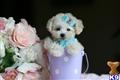 Poodle