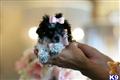 Poodle