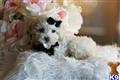 Poodle