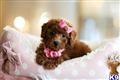 Poodle