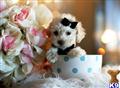 Poodle