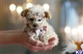 Poodle
