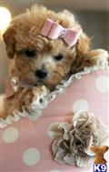 Poodle