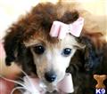 Poodle