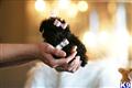 Poodle