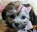 Poodle