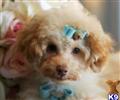 Poodle