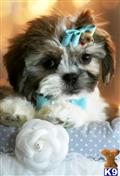 Shih Tzu